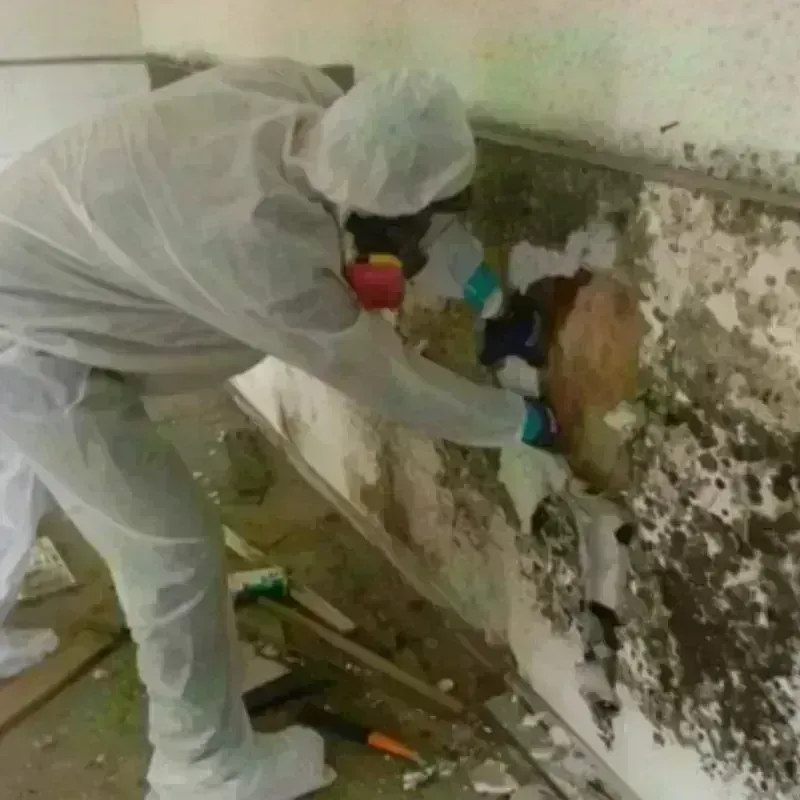 Mold Remediation and Removal in Steubenville, OH